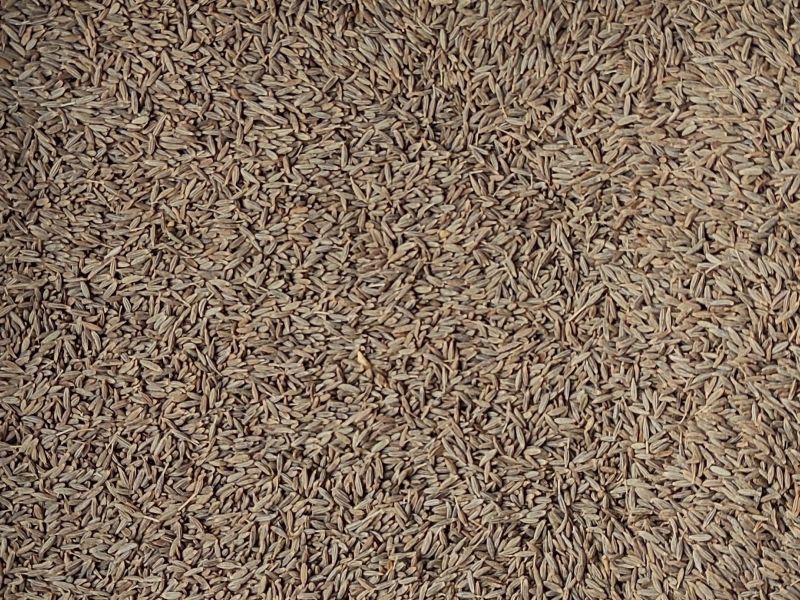 Cumin Seeds by Ravina Impex