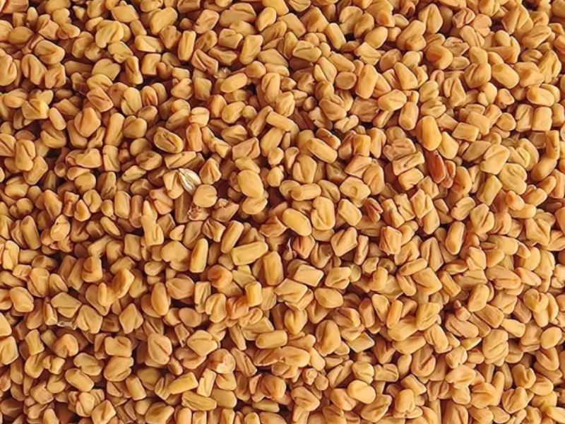 Fenugreek Seeds by Ravina Impex