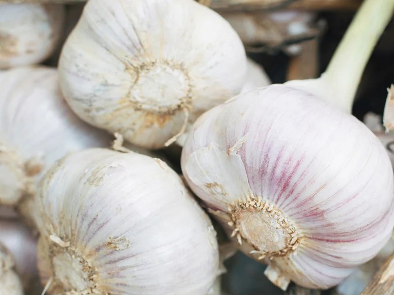 Garlic by Ravina Impex