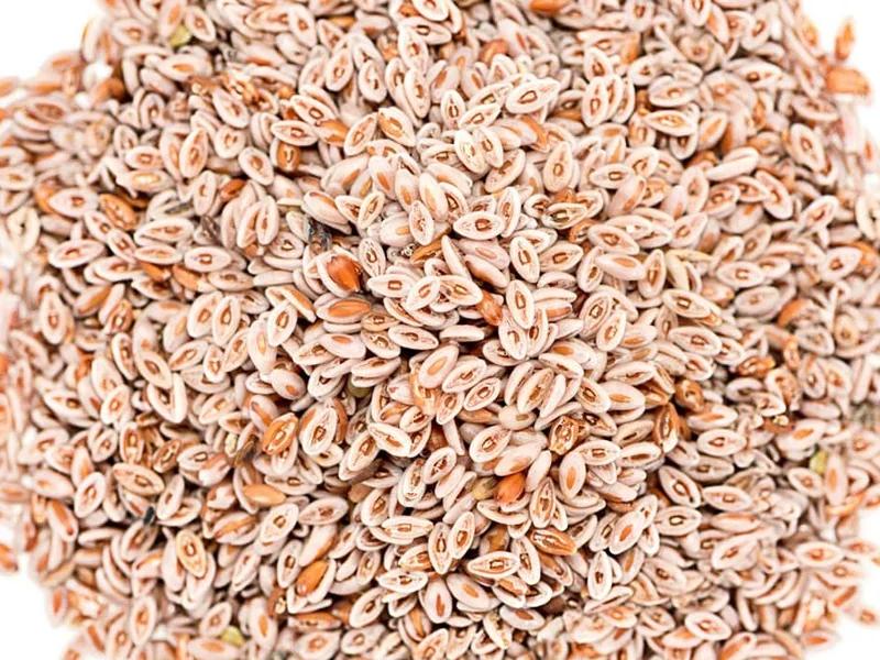 Psyllium by Ravina Impex