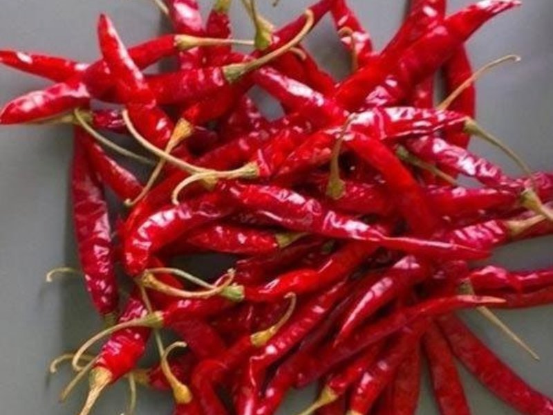 Red Chilli s17 by Ravina Impex